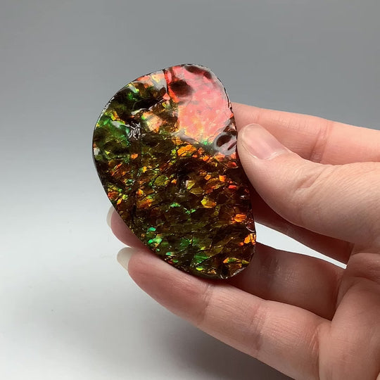 Ammolite Specimen