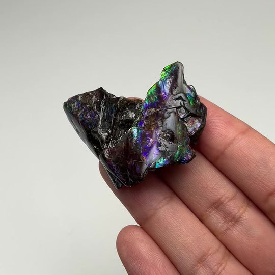 Ammolite Gem Display Box