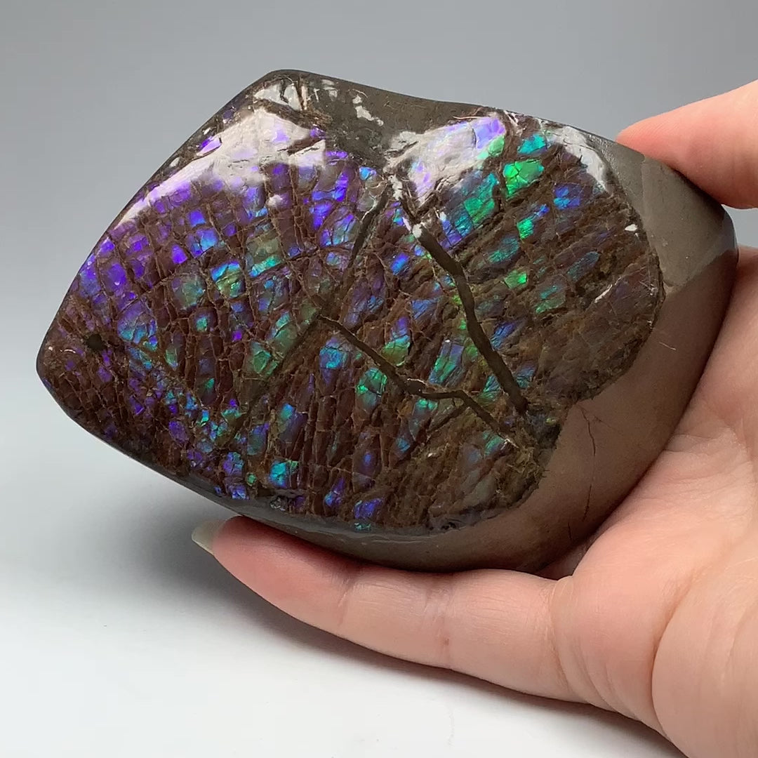 Ammolite Specimen