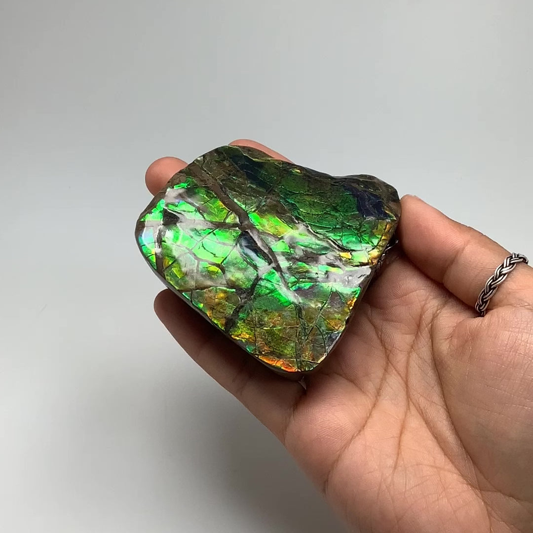 Ammolite Specimen