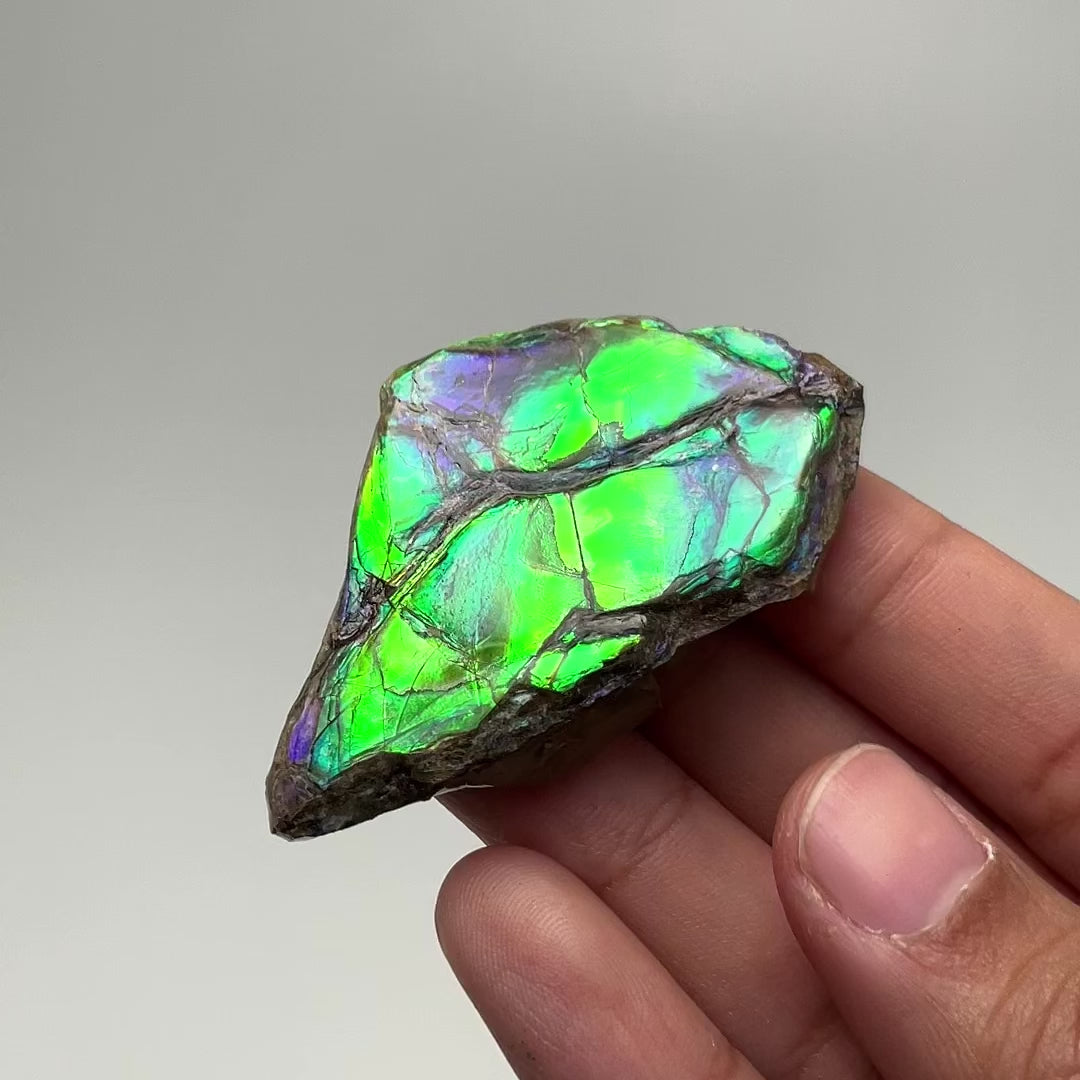 Ammolite Gem Display Box