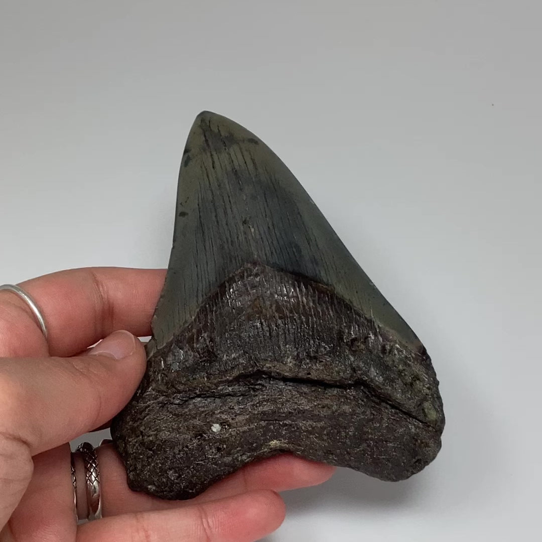 Fossilized Shark Tooth Specimen: Carcharodon Megalodon