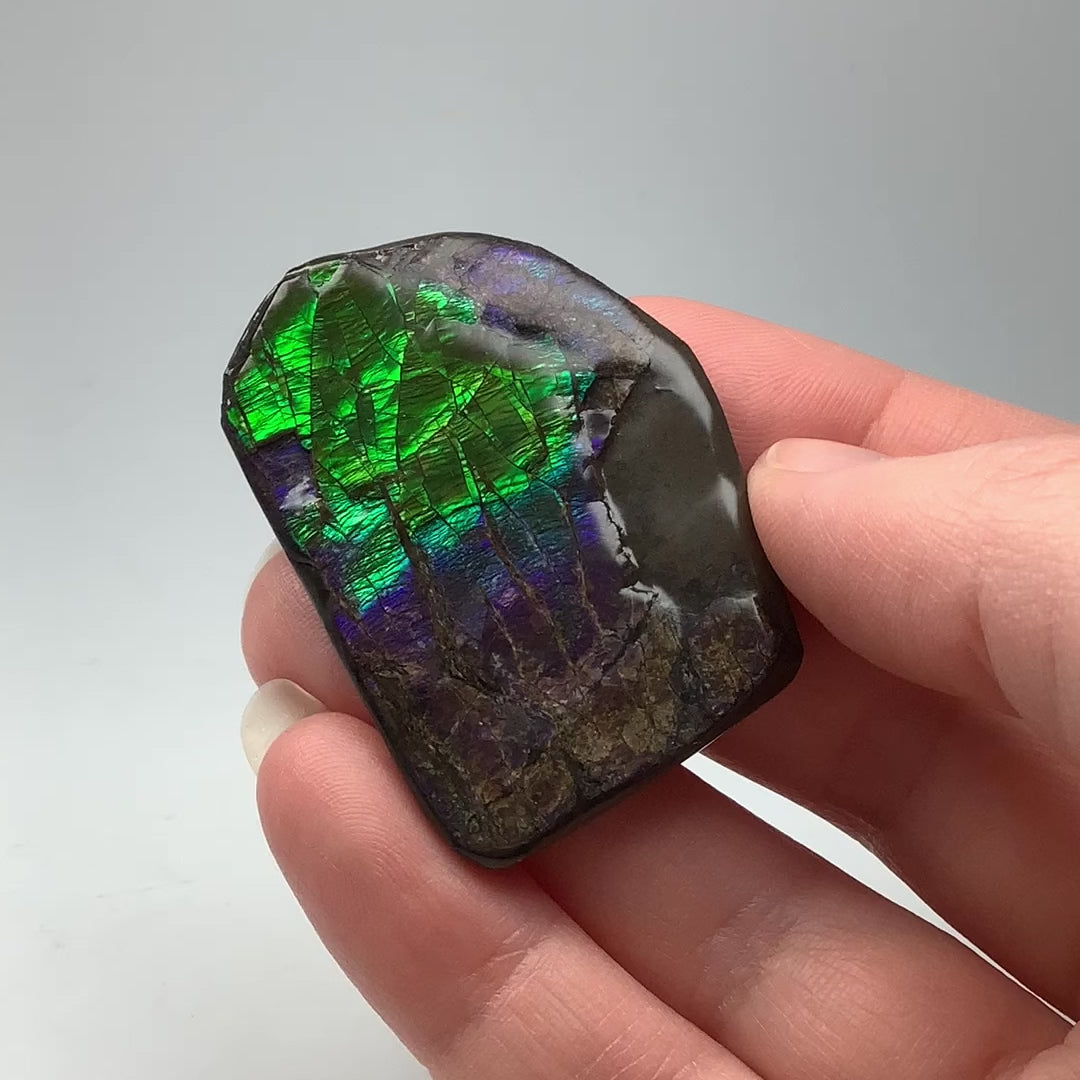 Ammolite Specimen