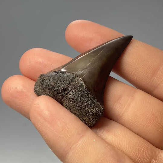 Fossilized Shark Tooth Specimen: Great White Shark