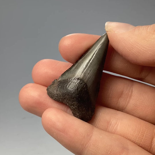 Fossilized Shark Tooth Specimen: Great White Shark