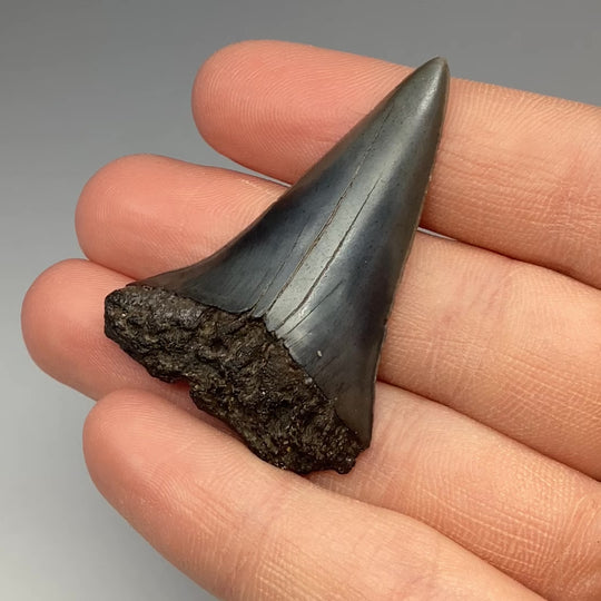 Fossilized Shark Tooth Specimen: Great White Shark