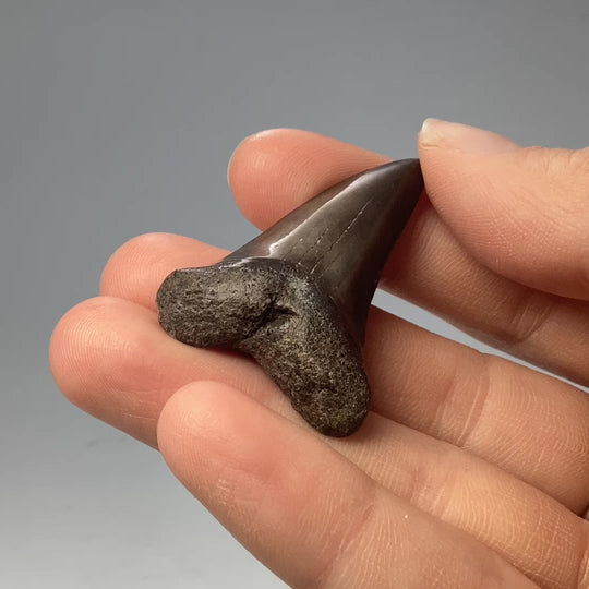 Fossilized Shark Tooth Specimen: Great White Shark