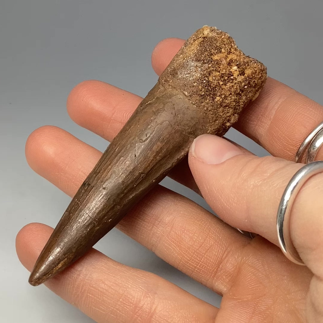 Fossilized Spinosaurus Tooth Specimen