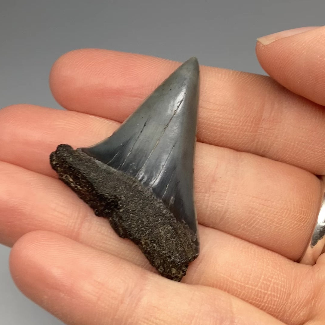 Fossilized Shark Tooth Specimen: Great White Shark