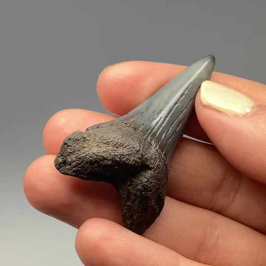 Fossilized Shark Tooth Specimen: Mako