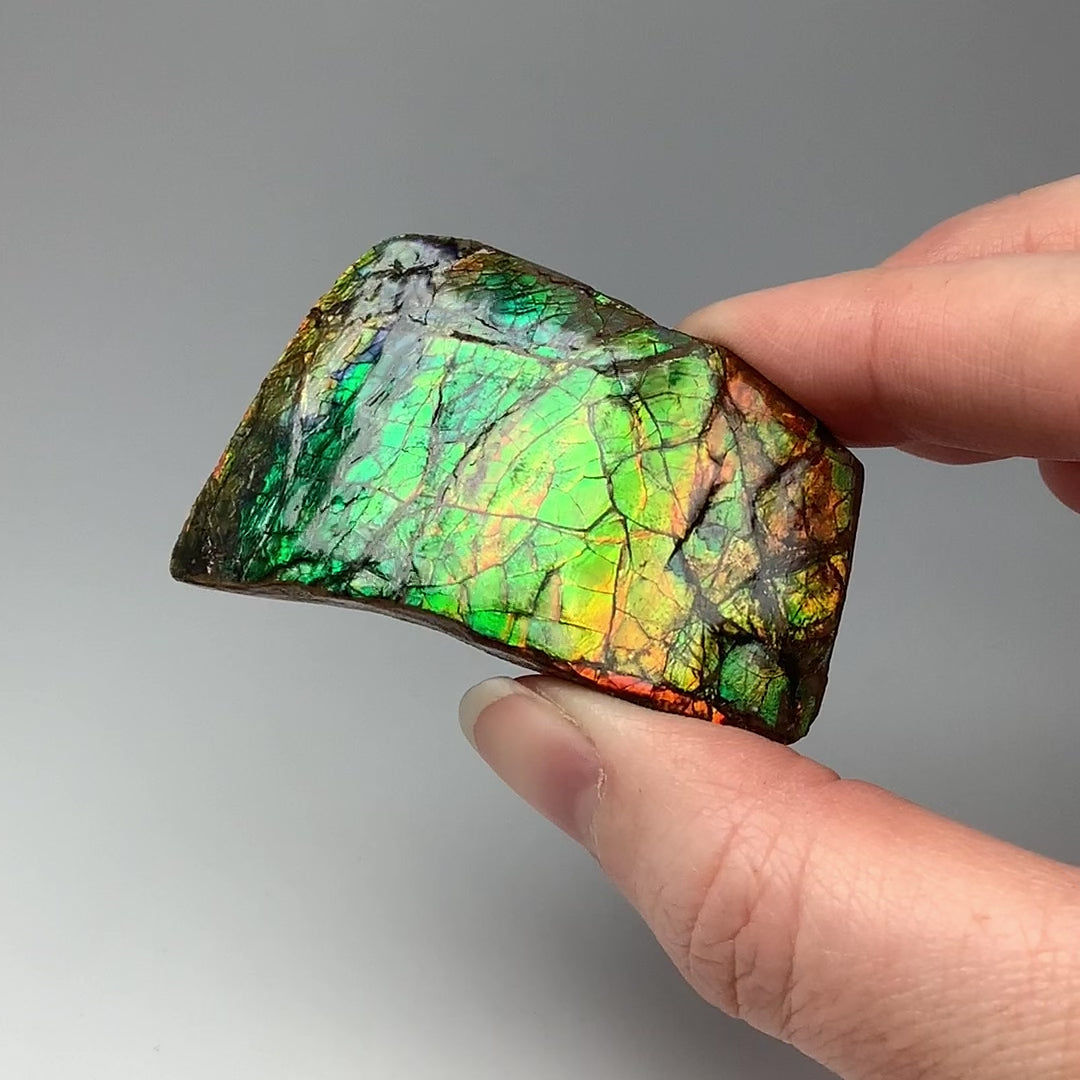 Ammolite Specimen