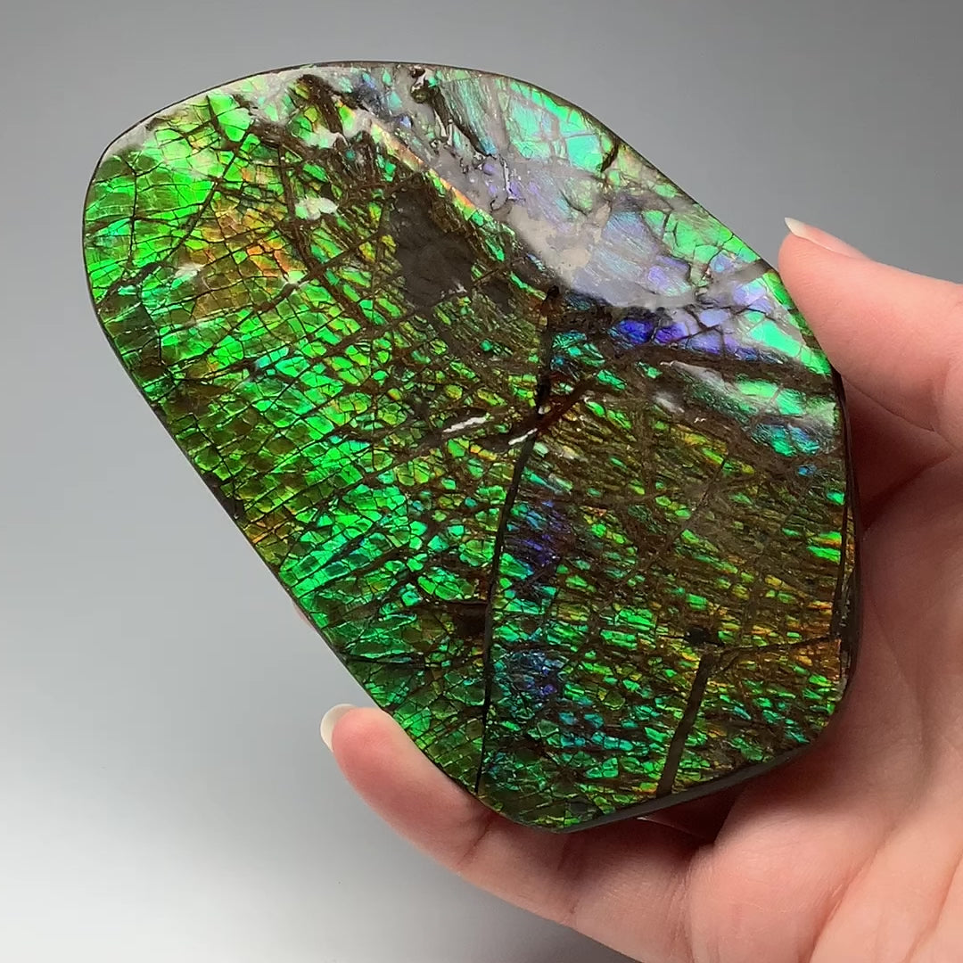 Ammolite Specimen