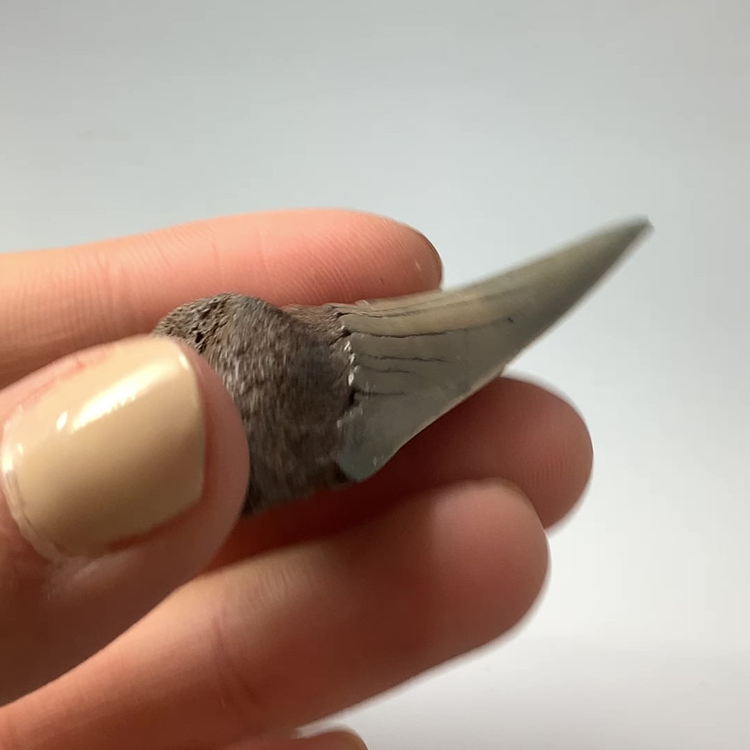 Fossilized Shark Tooth Specimen: Mako