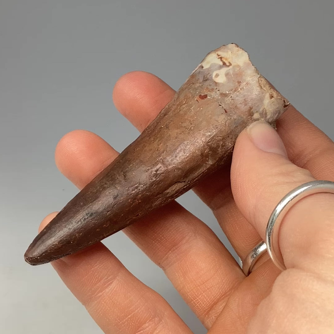 Fossilized Spinosaurus Tooth Specimen