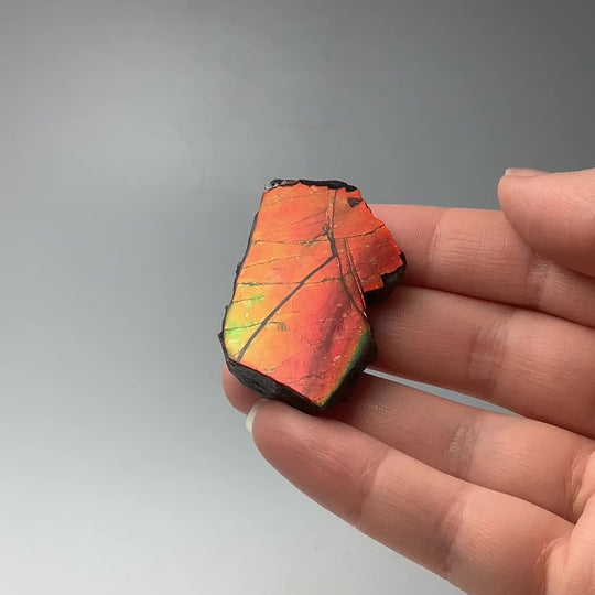 Ammolite Gem Display Box