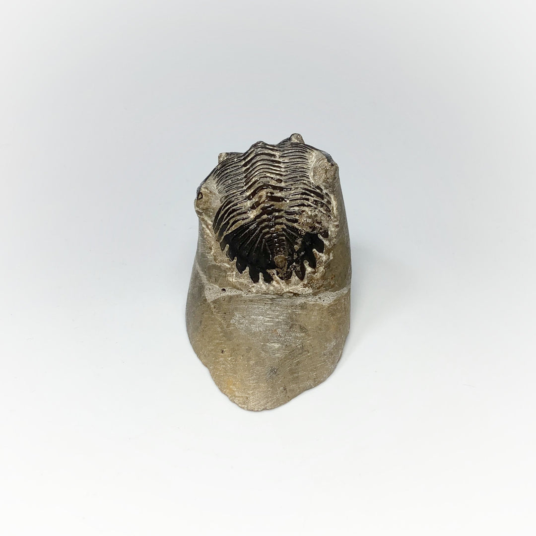 Trilobite Hollardops Fossil