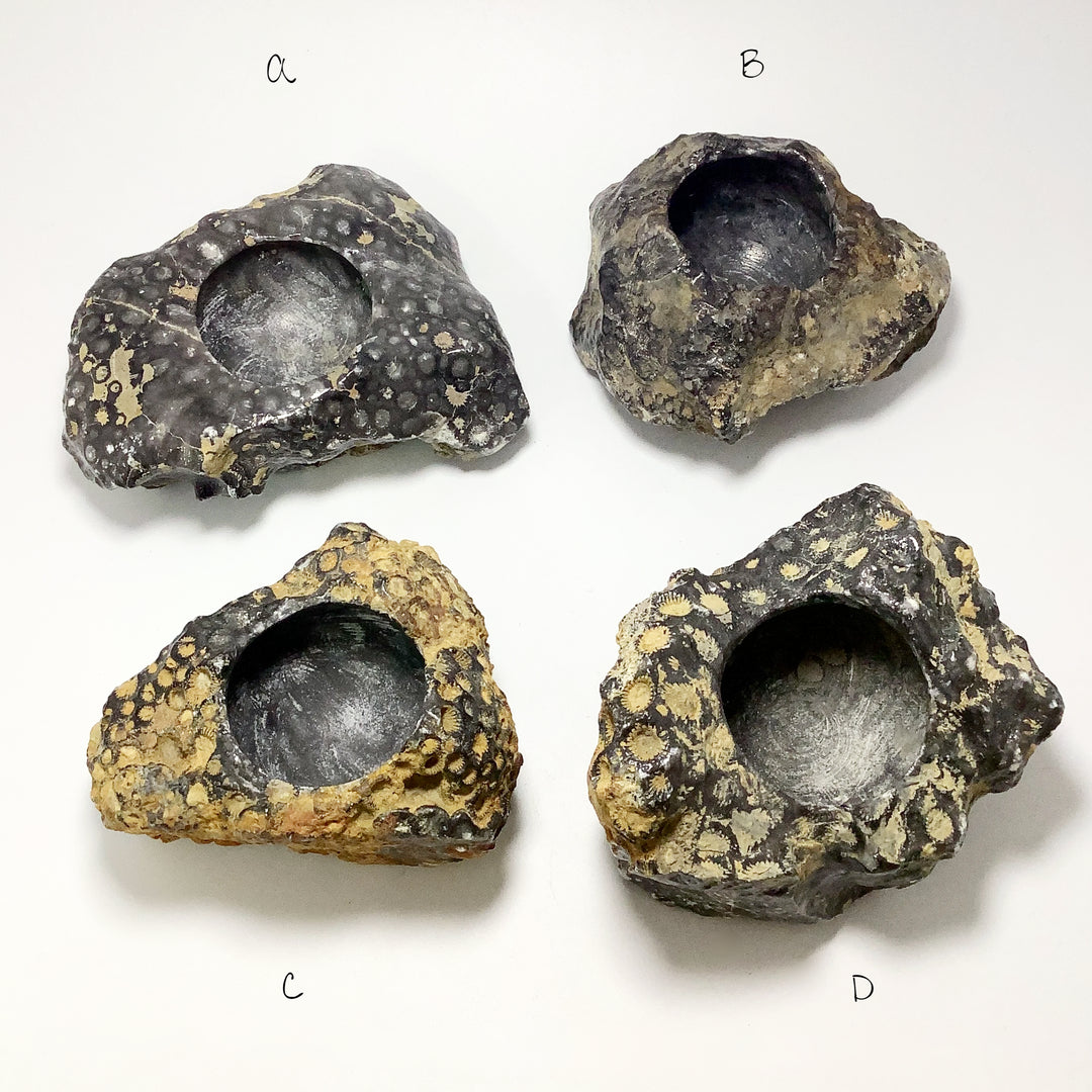 Fossilized Coral Bowl at $79 Each