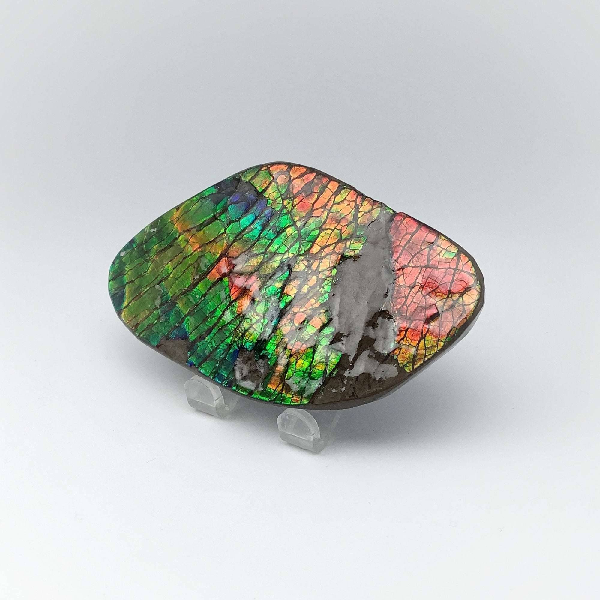 Ammolite Specimen