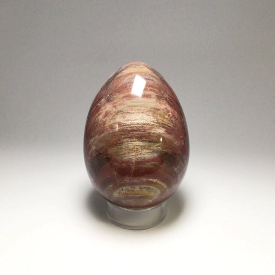 Araucaria Petrified Wood Egg