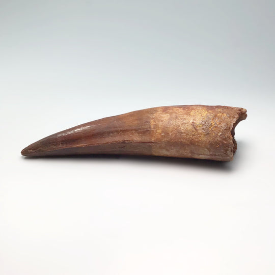 Fossilized Spinosaurus Tooth Specimen