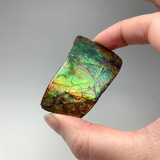 Ammolite Specimen