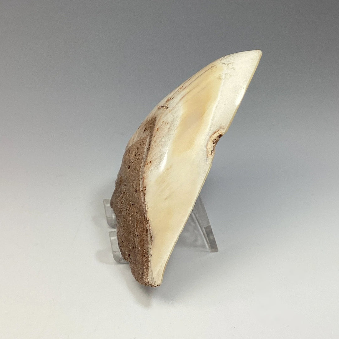 Fossilized Shark Tooth Specimen: White Pacific Megalodon