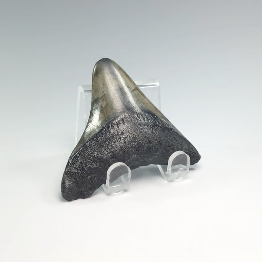 Fossilized Shark Tooth Specimen: Extinct Great White Shark