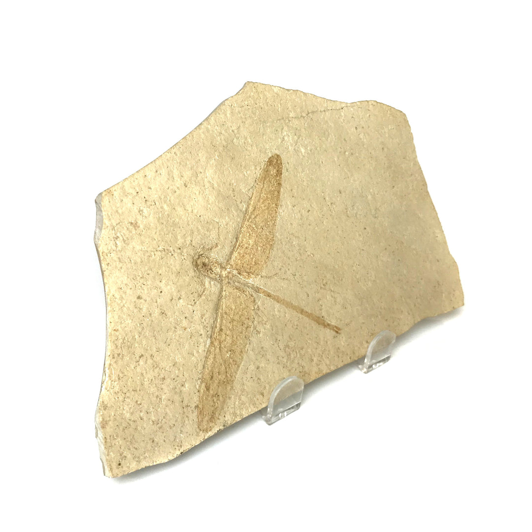 Dragonfly Fossil