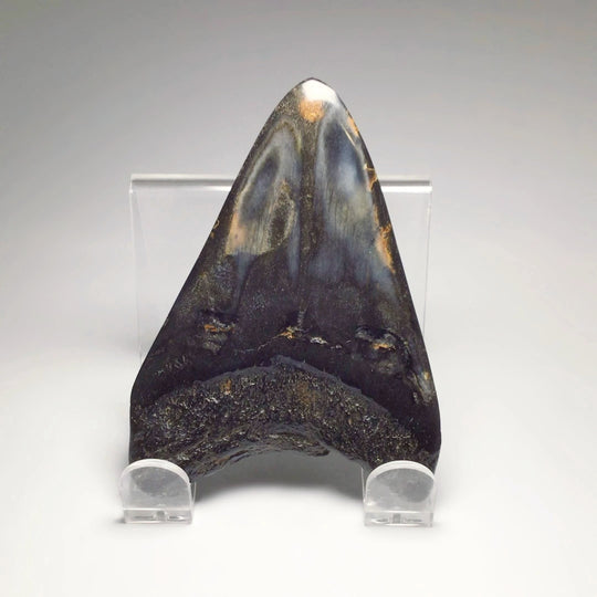 Fossilized Shark Tooth Specimen: Carcharodon Megalodon