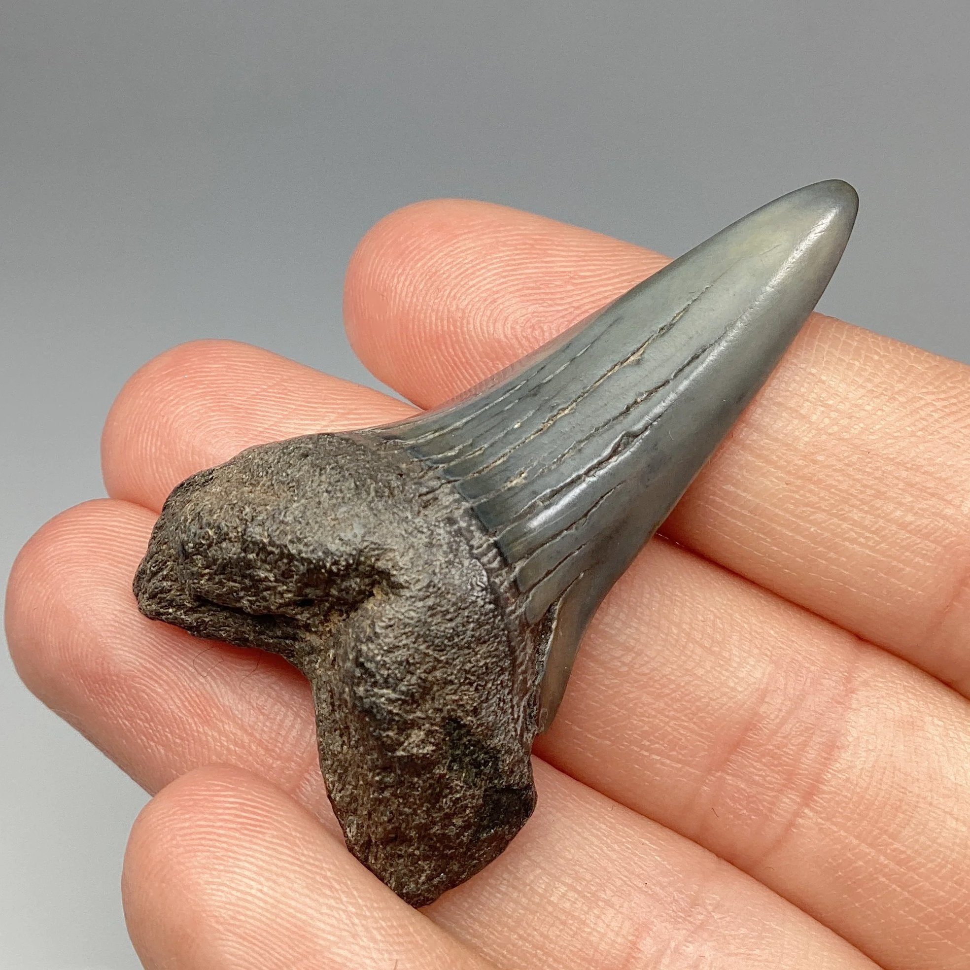 Fossilized Shark Tooth Specimen: Mako