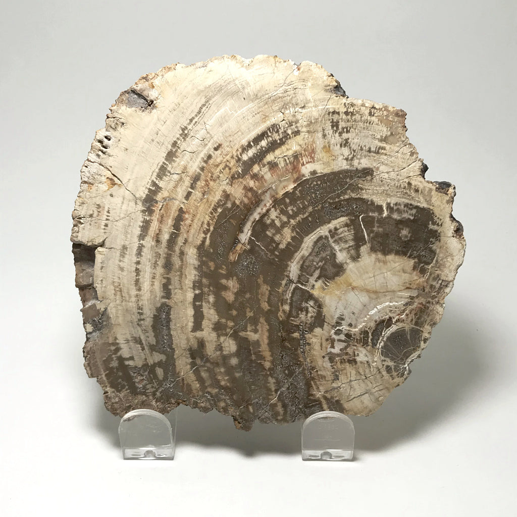 Araucaria Petrified Wood Slice