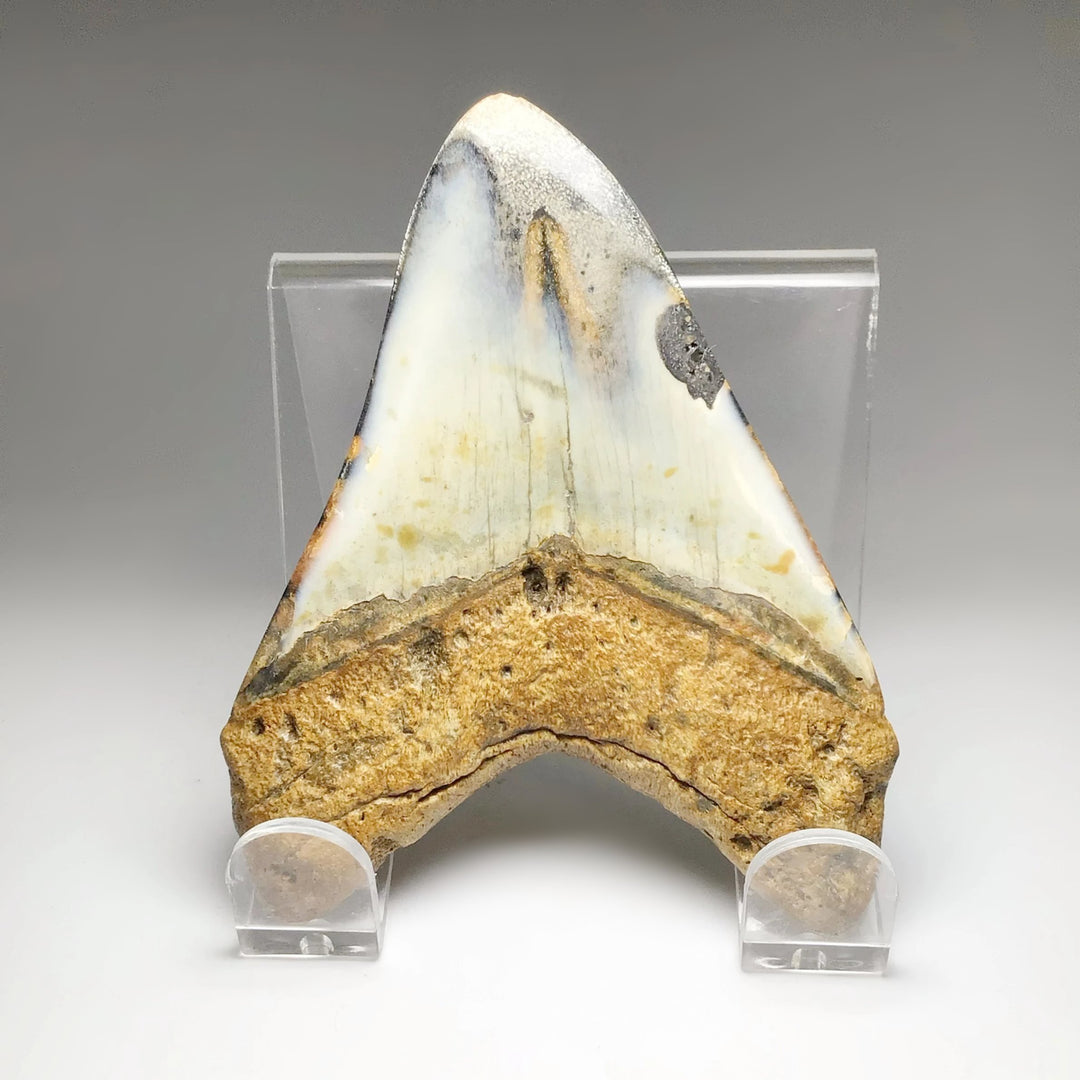 Fossilized Shark Tooth Specimen: Carcharodon Megalodon