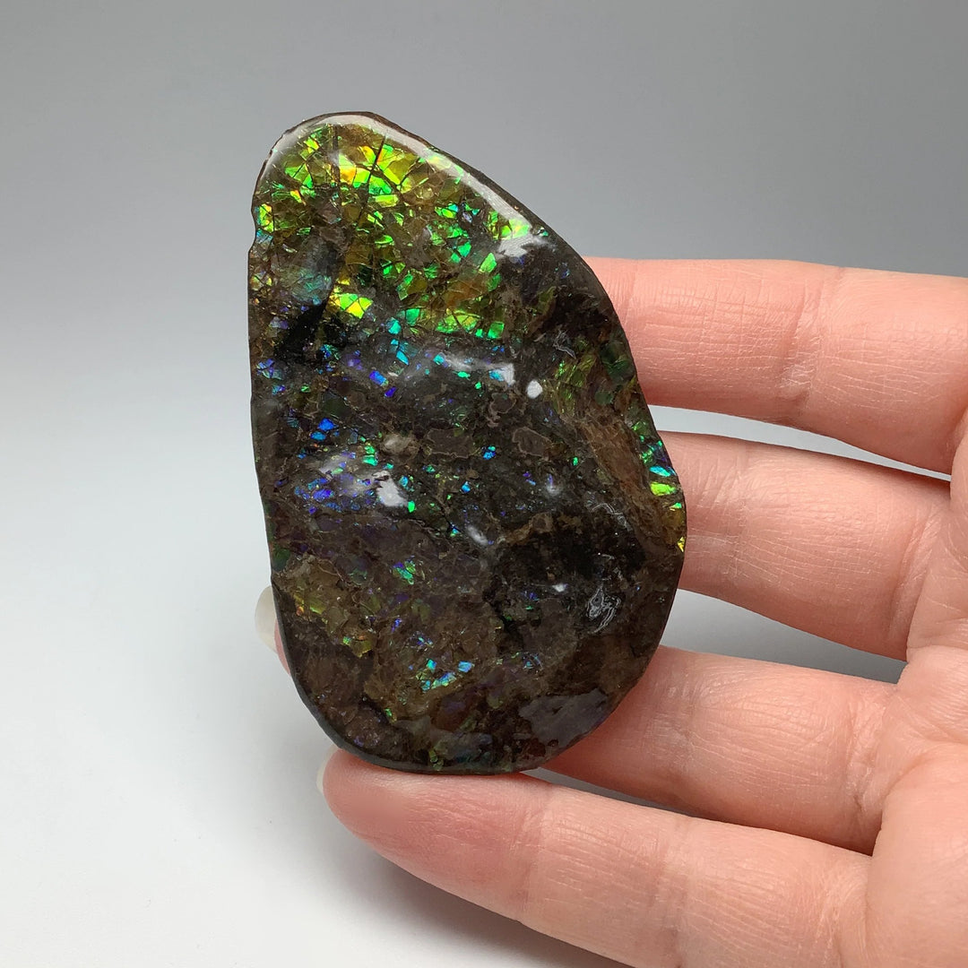 Ammolite Specimen