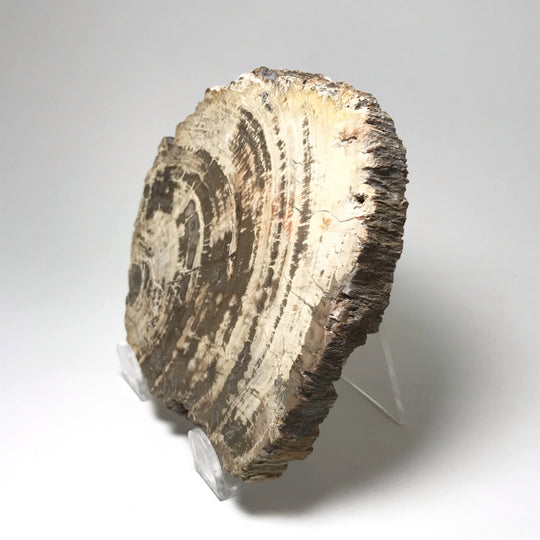 Araucaria Petrified Wood Slice