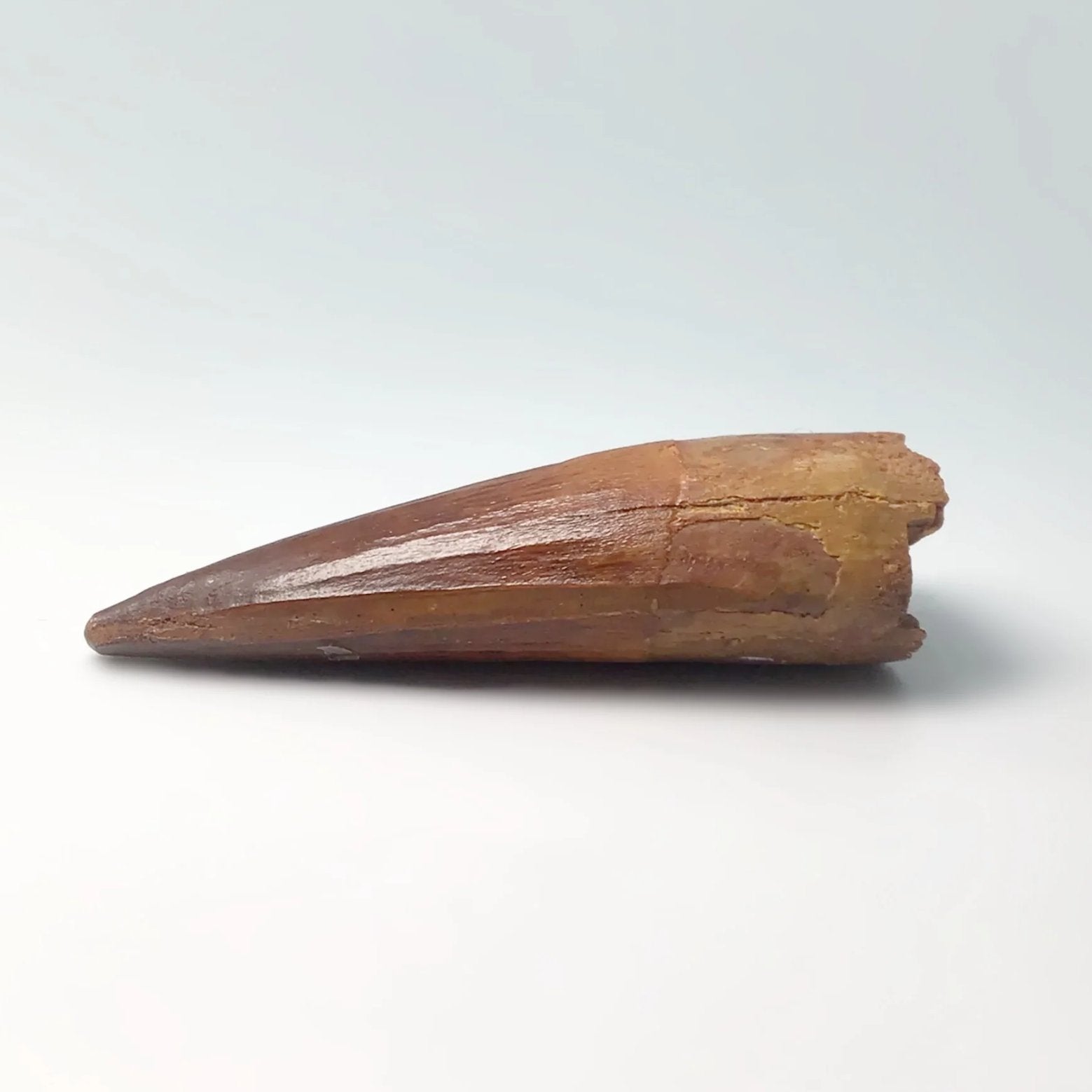 Fossilized Spinosaurus Tooth Specimen