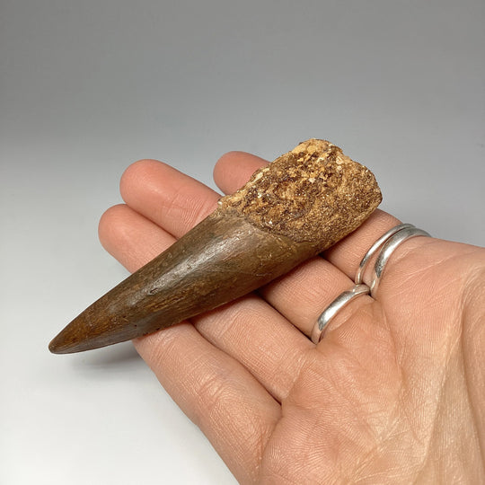 Fossilized Spinosaurus Tooth Specimen