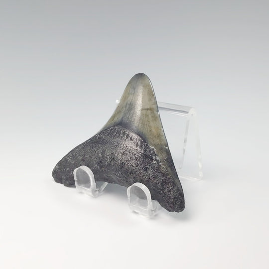 Fossilized Shark Tooth Specimen: Extinct Great White Shark