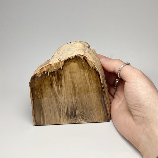 Petrified Wood Stand Up