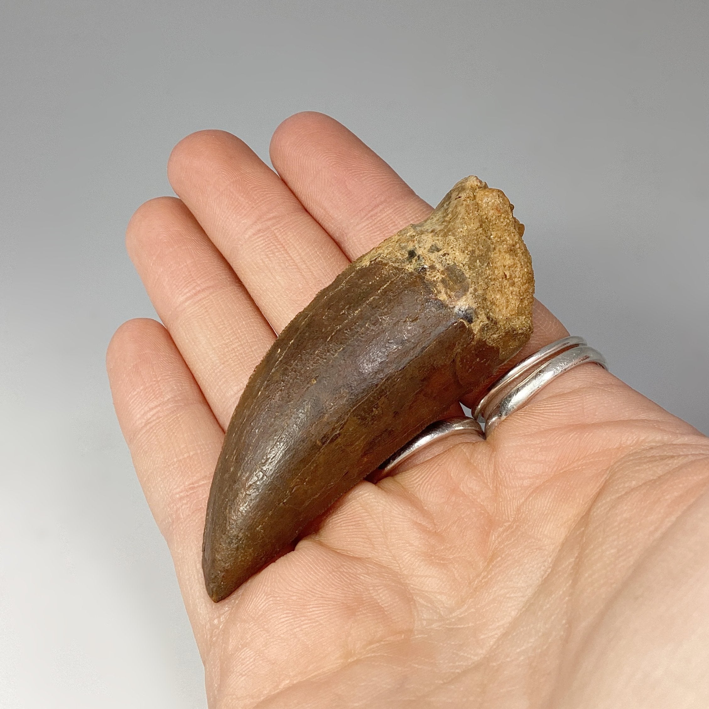 Fossilized Carcharodontosaurus Dinosaur Tooth Specimen