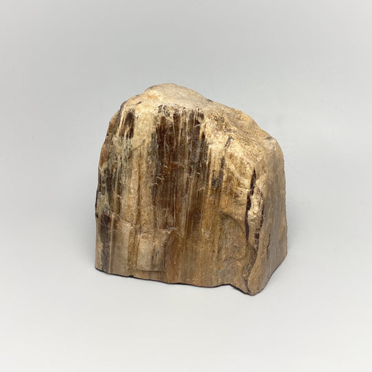 Petrified Wood Stand Up