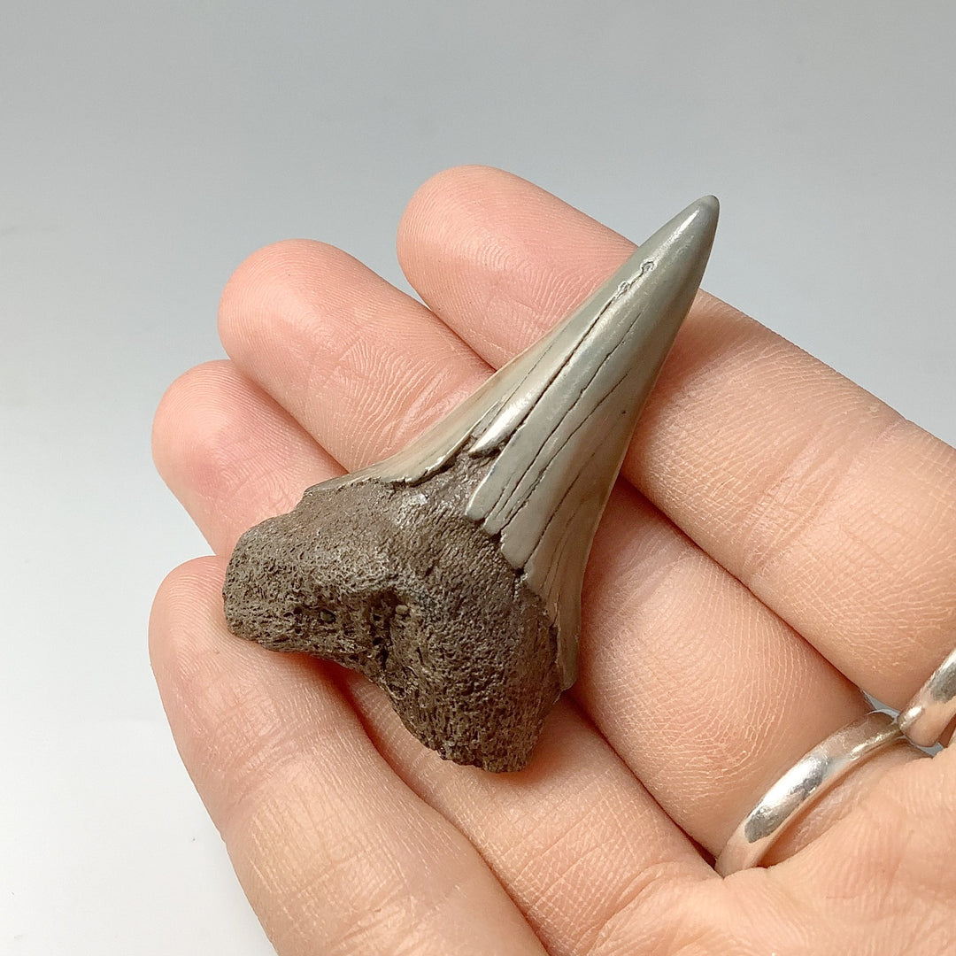 Fossilized Shark Tooth Specimen: Mako