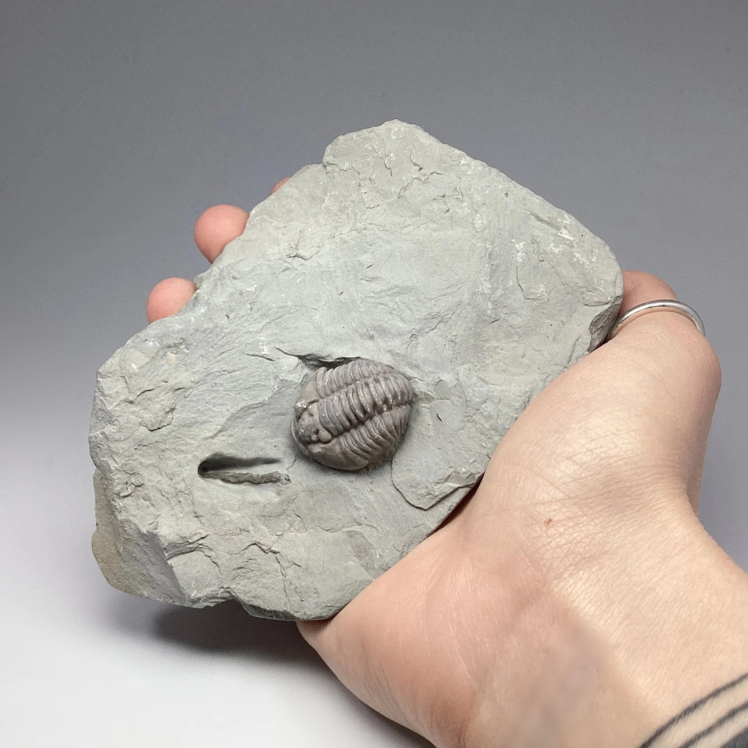 Trilobite Flexicalymene Fossil