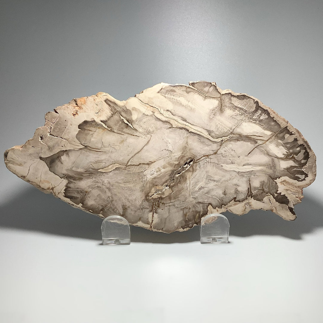 Araucaria Petrified Wood Slice