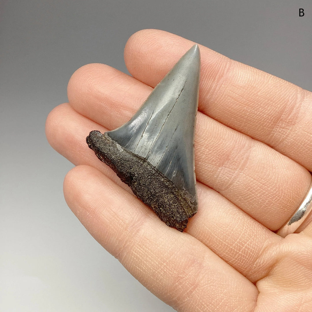 Fossilized Shark Tooth Specimen: Great White Shark