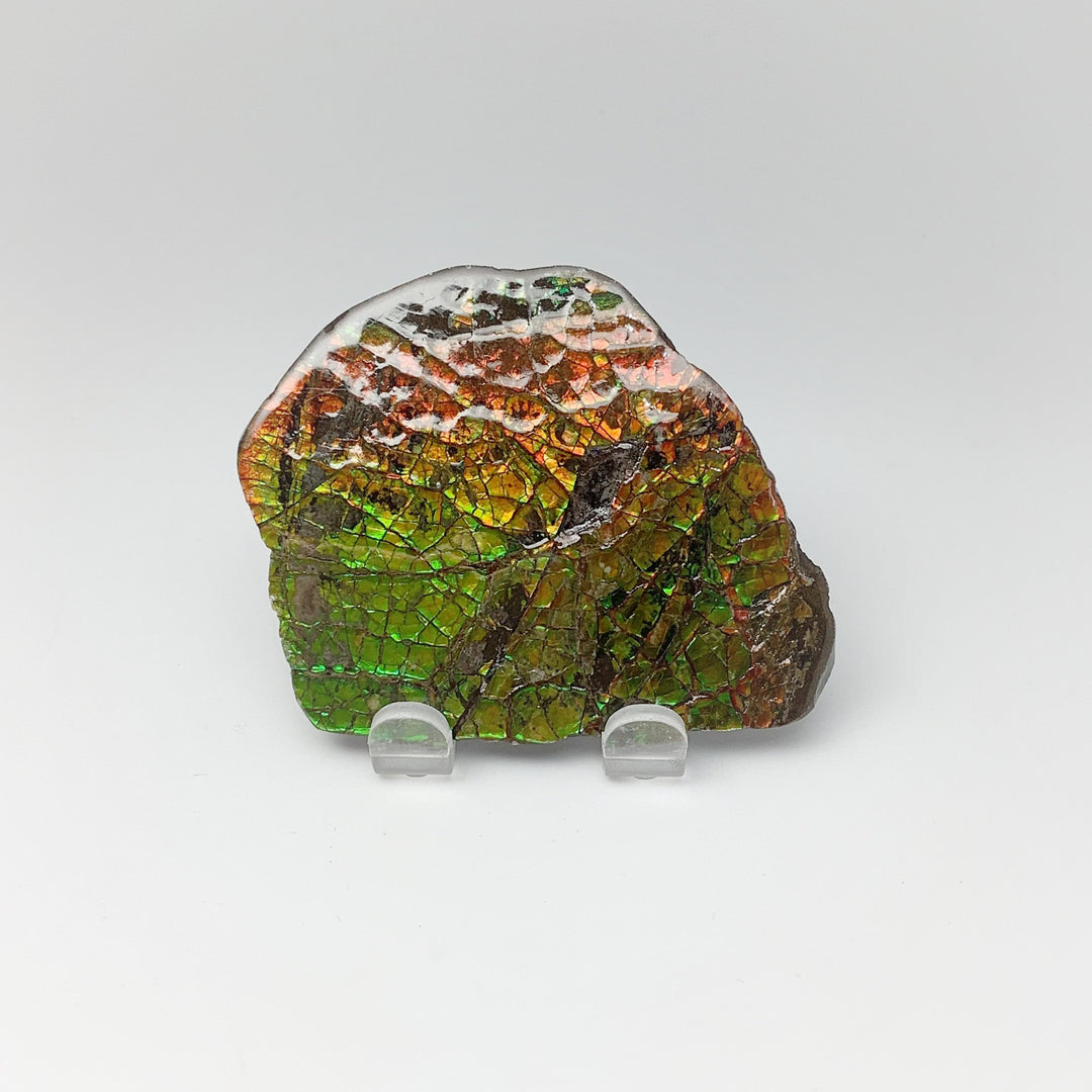 Ammolite Specimen