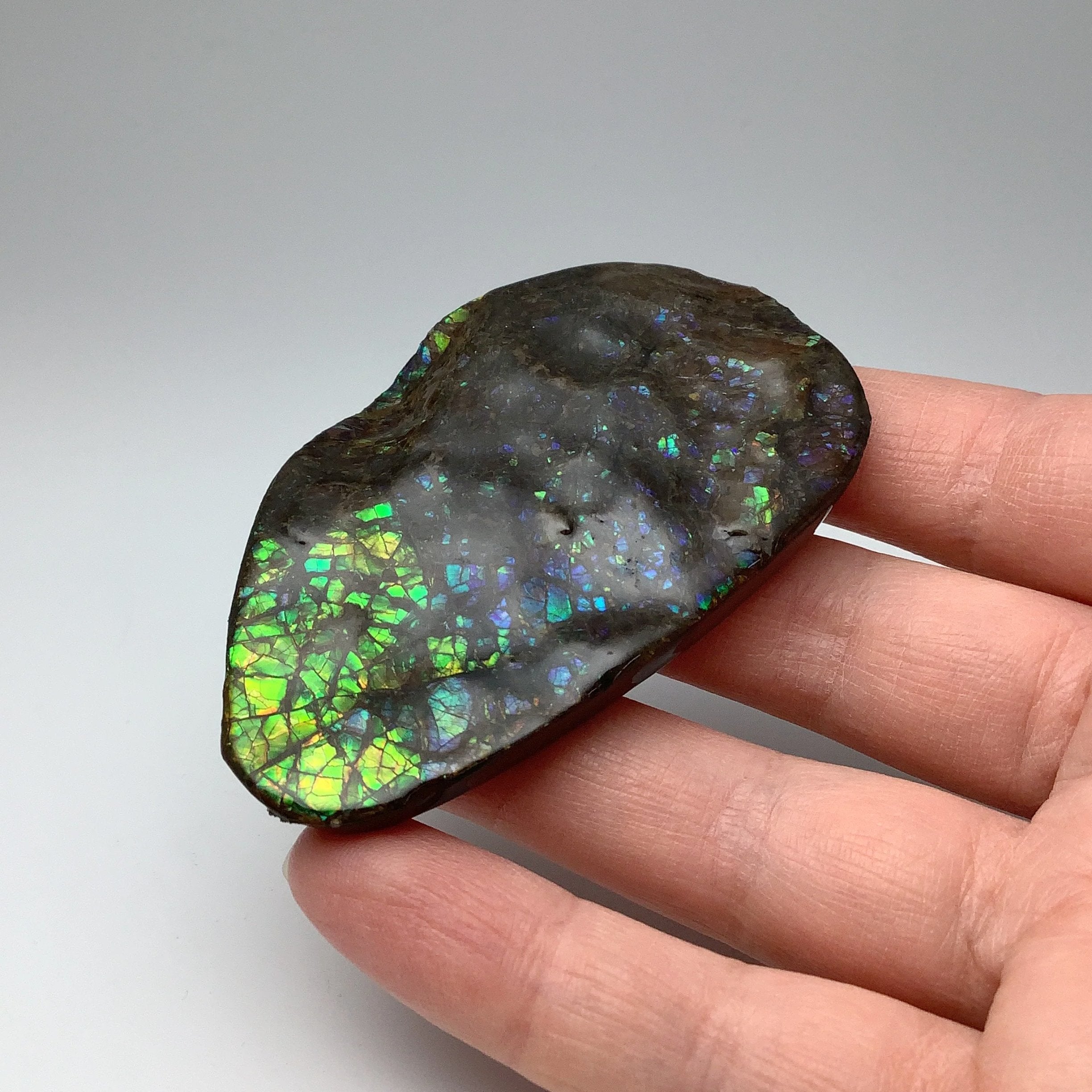 Ammolite Specimen