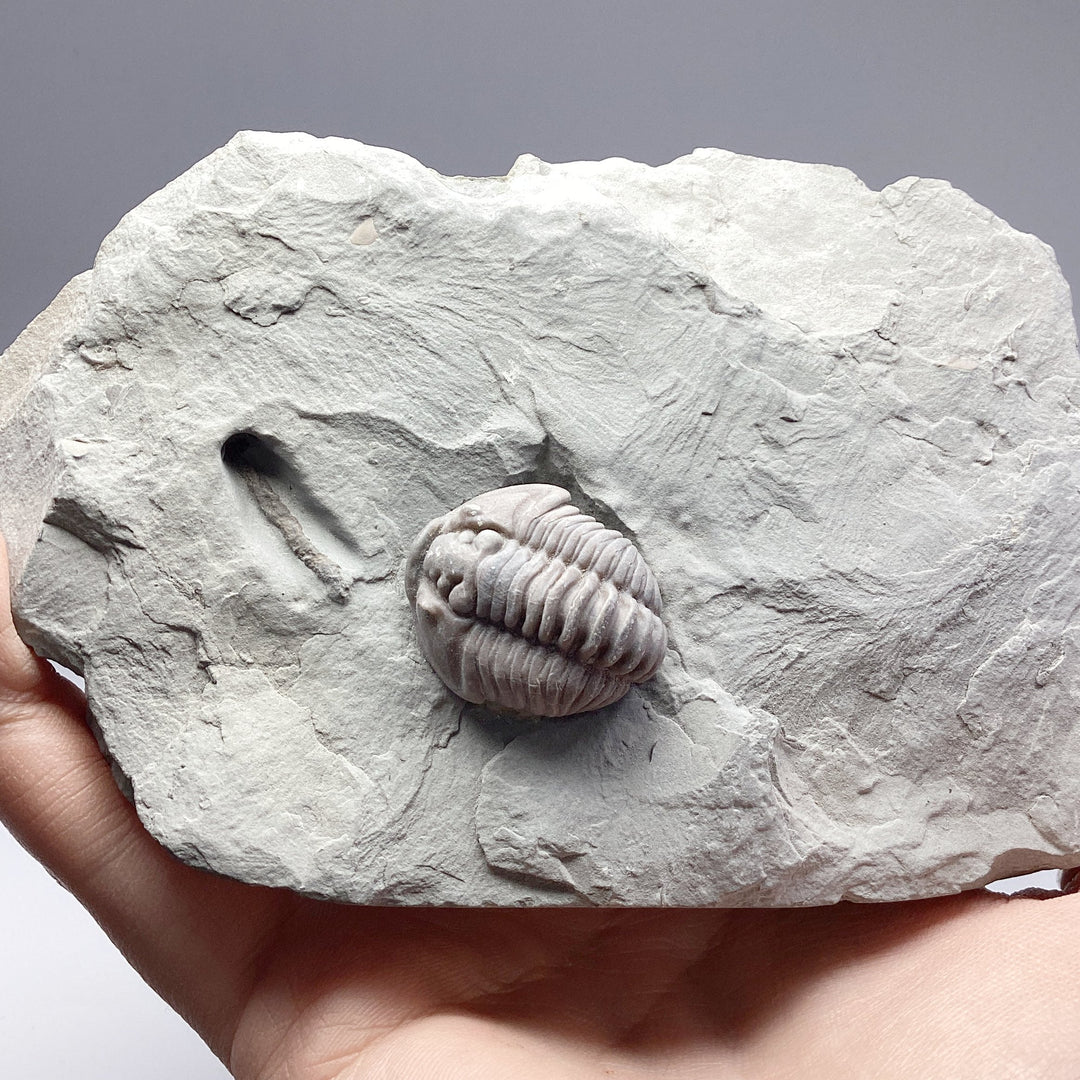 Trilobite Flexicalymene Fossil