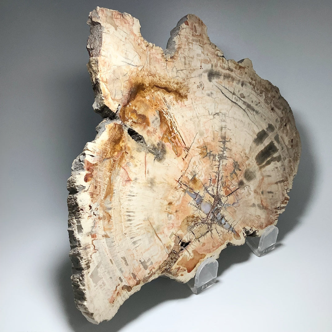 Araucaria Petrified Wood Slice