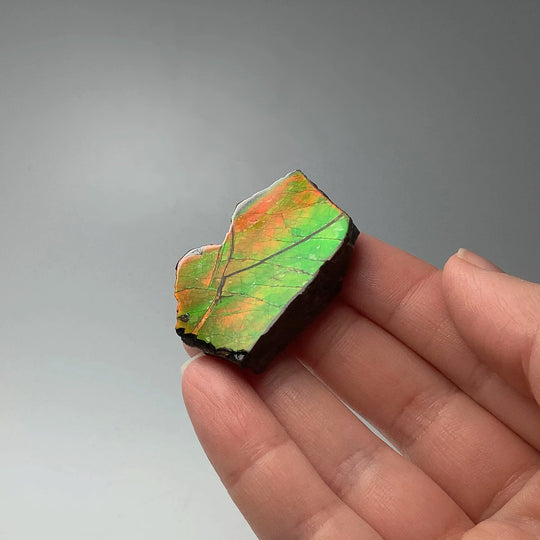 Ammolite Gem Display Box