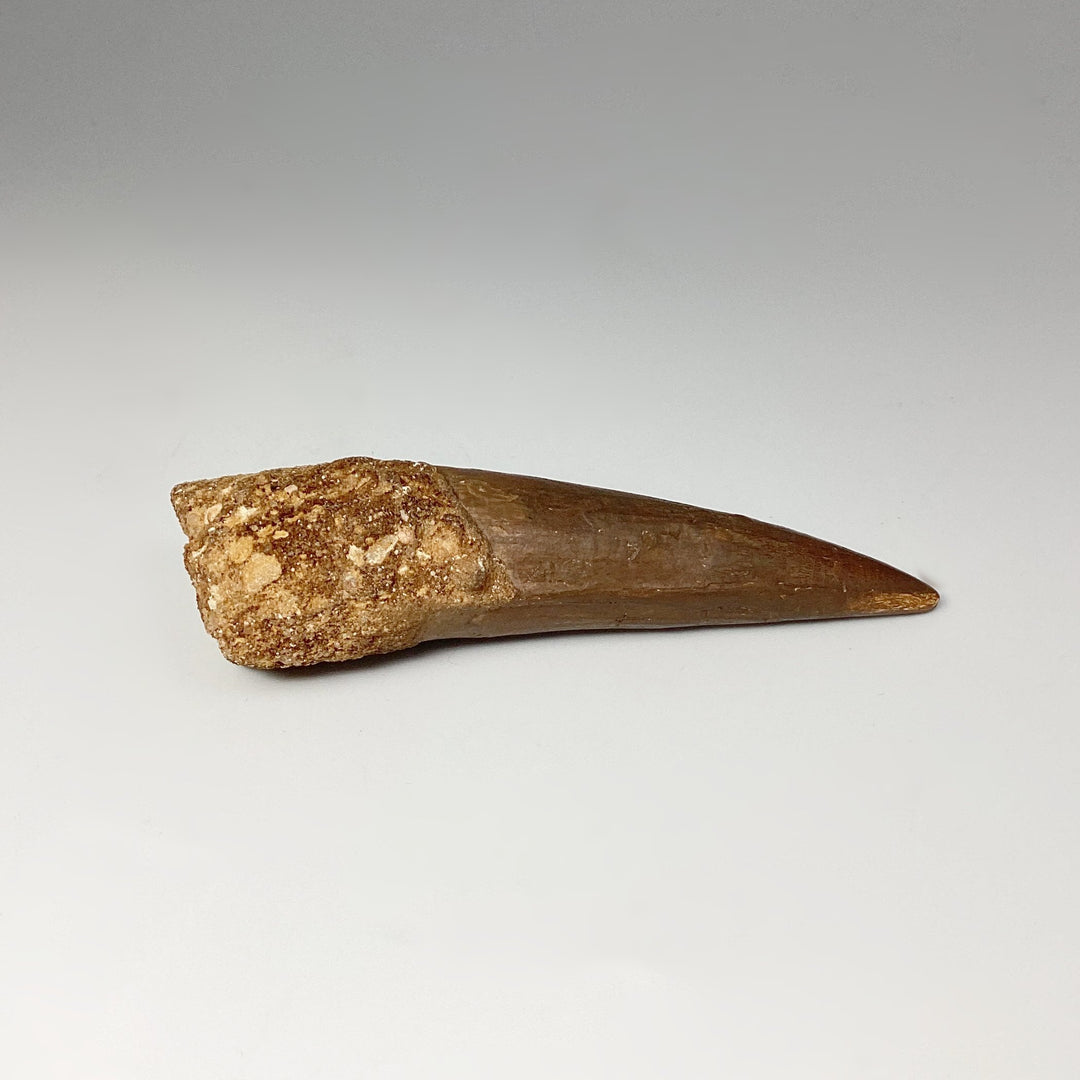 Fossilized Spinosaurus Tooth Specimen